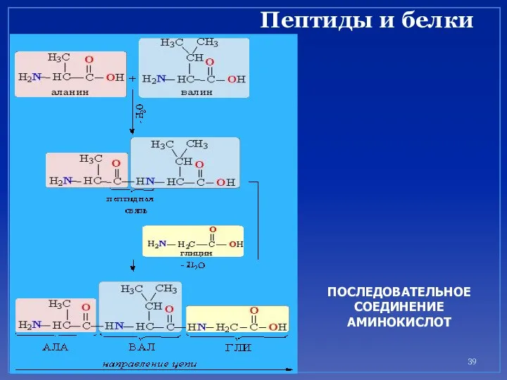 Пептиды и белки ПОСЛЕДОВАТЕЛЬНОЕ СОЕДИНЕНИЕ АМИНОКИСЛОТ