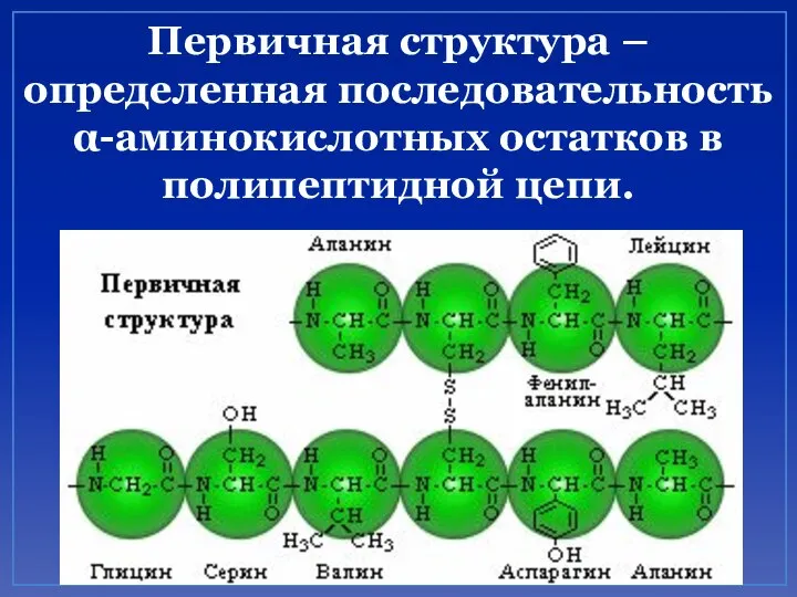 Первичная структура – определенная последовательность α-аминокислотных остатков в полипептидной цепи.