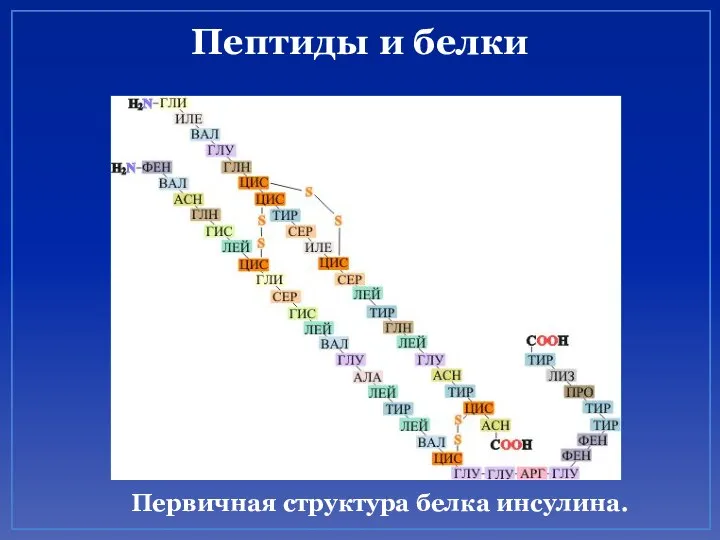 Пептиды и белки Первичная структура белка инсулина.