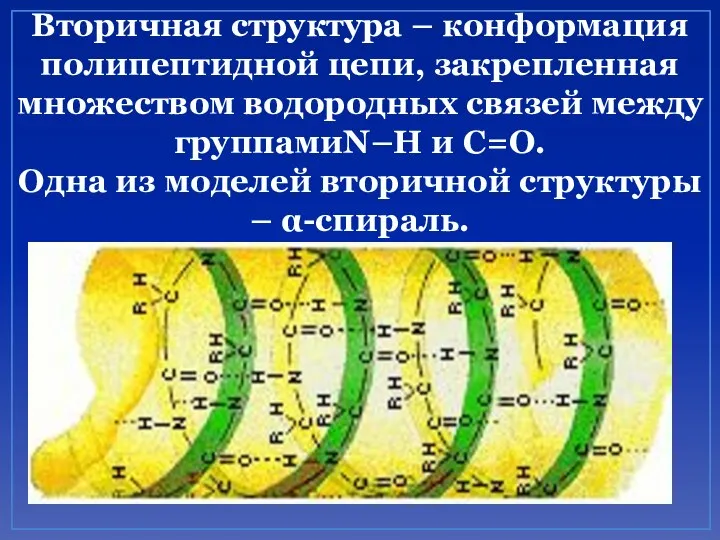 Вторичная структура – конформация полипептидной цепи, закрепленная множеством водородных связей между