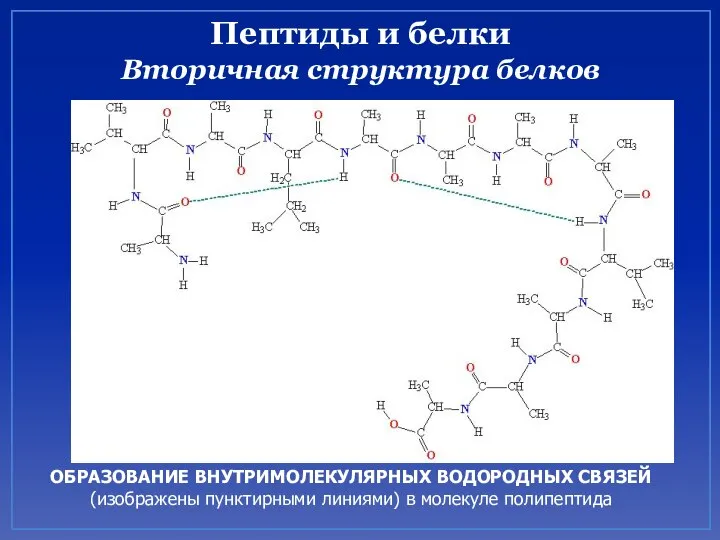 Пептиды и белки Вторичная структура белков ОБРАЗОВАНИЕ ВНУТРИМОЛЕКУЛЯРНЫХ ВОДОРОДНЫХ СВЯЗЕЙ (изображены пунктирными линиями) в молекуле полипептида