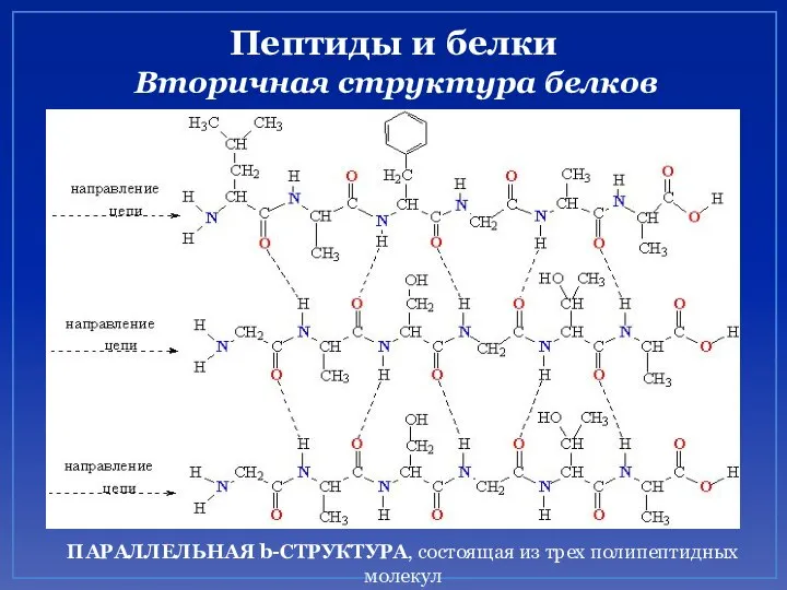 Пептиды и белки Вторичная структура белков ПАРАЛЛЕЛЬНАЯ b-СТРУКТУРА, состоящая из трех полипептидных молекул