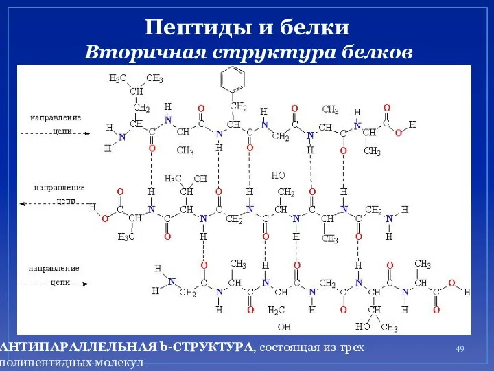 Пептиды и белки Вторичная структура белков АНТИПАРАЛЛЕЛЬНАЯ b-СТРУКТУРА, состоящая из трех полипептидных молекул