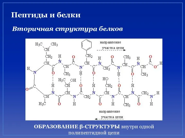 Пептиды и белки Вторичная структура белков ОБРАЗОВАНИЕ β-СТРУКТУРЫ внутри одной полипептидной цепи