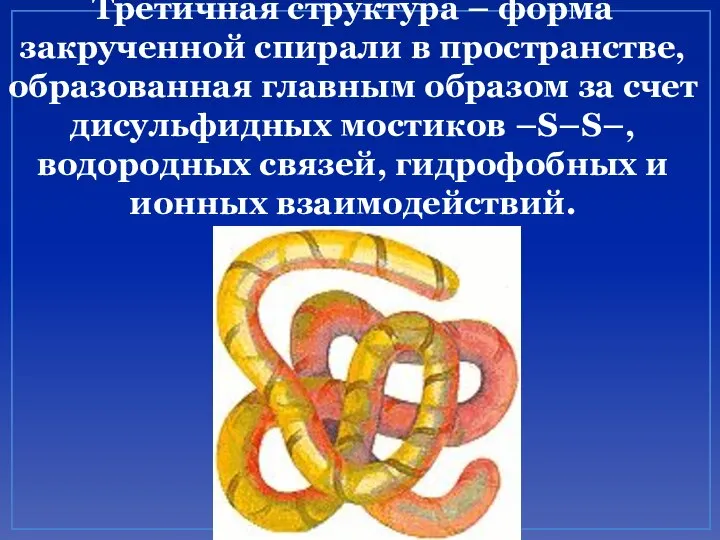 Третичная структура – форма закрученной спирали в пространстве, образованная главным образом