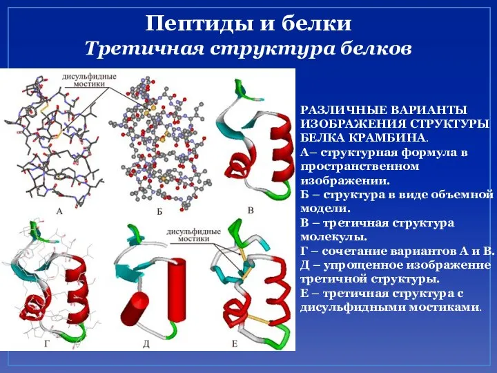 Пептиды и белки Третичная структура белков РАЗЛИЧНЫЕ ВАРИАНТЫ ИЗОБРАЖЕНИЯ СТРУКТУРЫ БЕЛКА