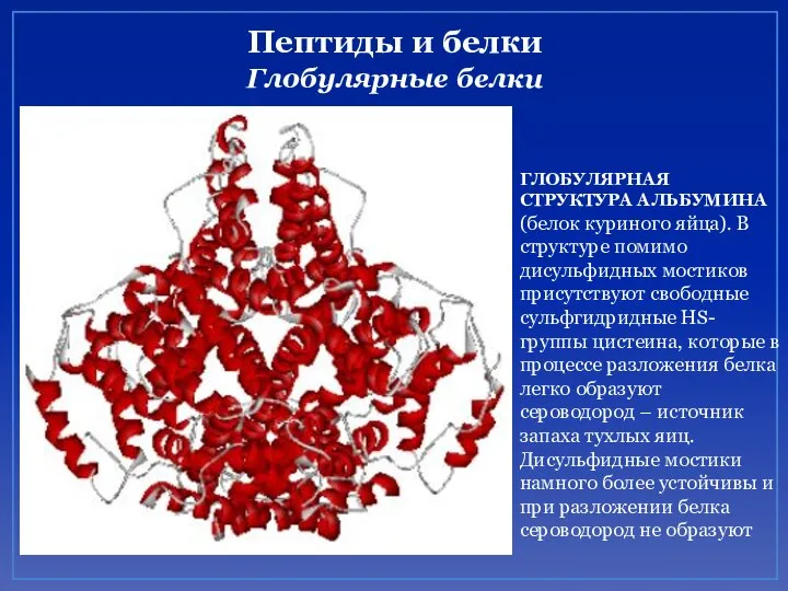 Пептиды и белки Глобулярные белки ГЛОБУЛЯРНАЯ СТРУКТУРА АЛЬБУМИНА (белок куриного яйца).