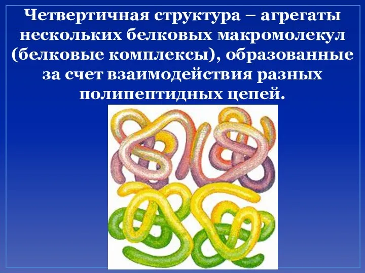 Четвертичная структура – агрегаты нескольких белковых макромолекул (белковые комплексы), образованные за счет взаимодействия разных полипептидных цепей.