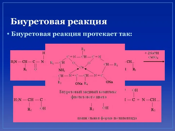 Биуретовая реакция Биуретовая реакция протекает так: +CuSO4 +NaOH