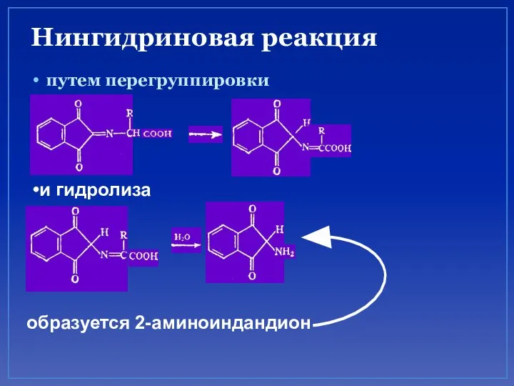 Нингидриновая реакция путем перегруппировки и гидролиза образуется 2-аминоиндандион