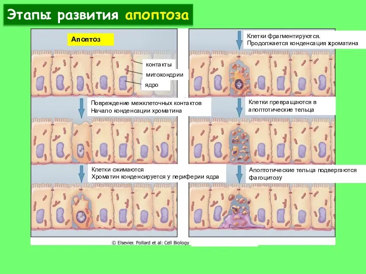 контакты митохондрии ядро Повреждение межклеточных контактов Начало конденсации хроматина Клетки сжимаются