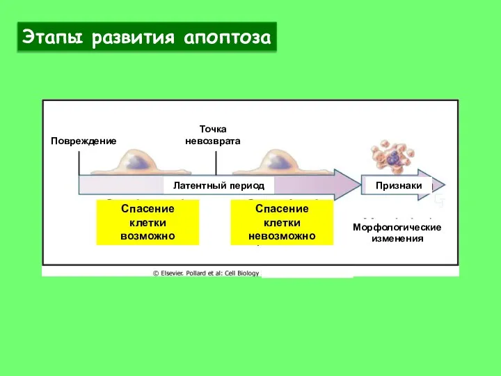 Повреждение Точка невозврата Латентный период Признаки Морфологические изменения Спасение клетки возможно