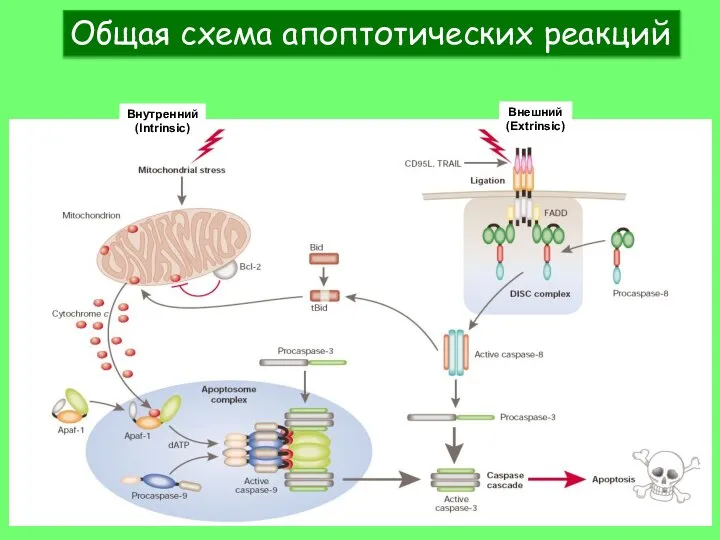 Внутренний (Intrinsic) Внешний (Extrinsic) Общая схема апоптотических реакций