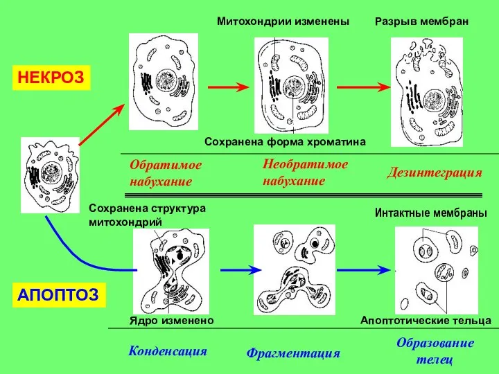 Обратимое набухание Сохранена форма хроматина Митохондрии изменены Разрыв мембран Необратимое набухание