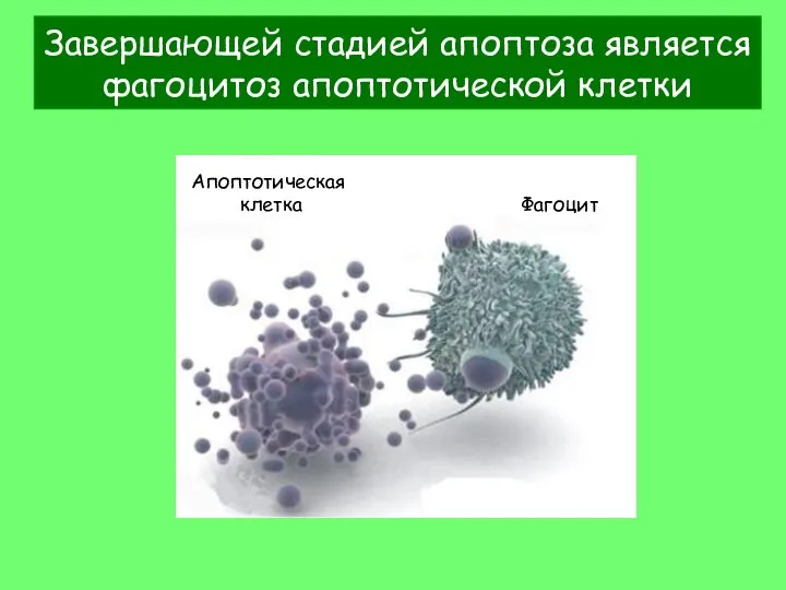 Завершающей стадией апоптоза является фагоцитоз апоптотической клетки