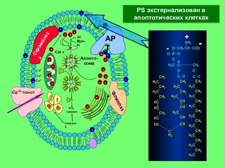 PS экстернализован в апоптотических клетках