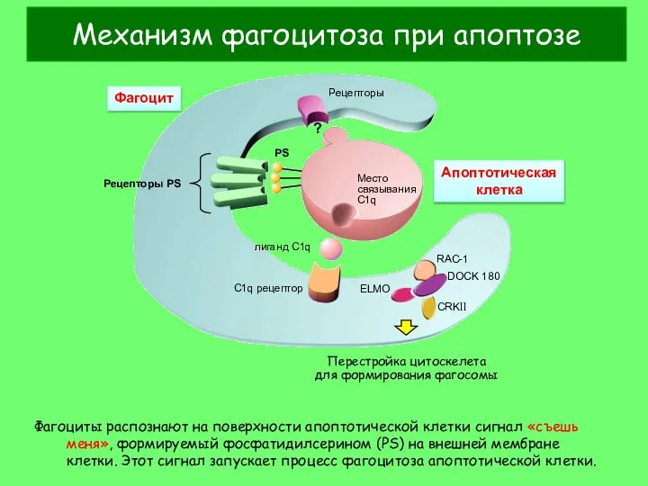 Фагоциты распознают на поверхности апоптотической клетки сигнал «съешь меня», формируемый фосфатидилсерином