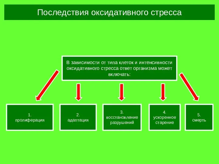 В зависимости от типа клеток и интенсивности оксидативного стресса ответ организма