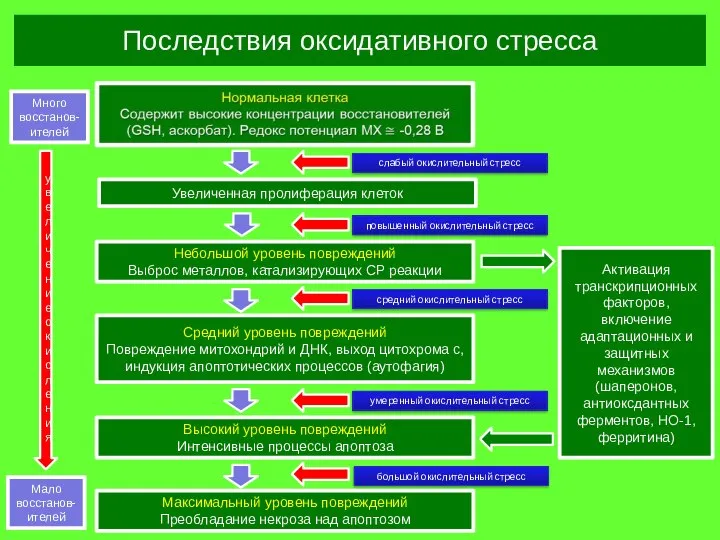 Последствия оксидативного стресса слабый окислительный стресс Много восстанов-ителей увеличение окисления Увеличенная