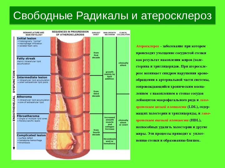 Свободные Радикалы и атеросклероз Атеросклероз – заболевание при котором происходит утолщение