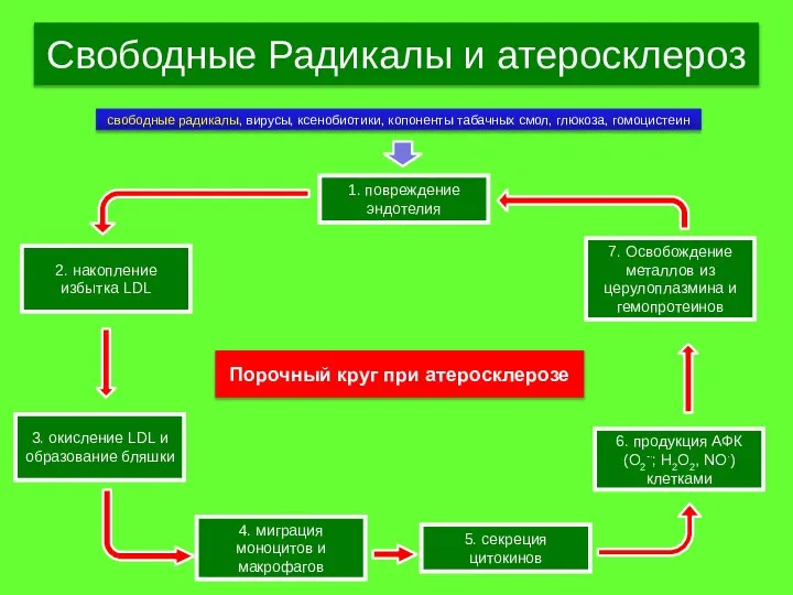 Свободные Радикалы и атеросклероз 1. повреждение эндотелия свободные радикалы, вирусы, ксенобиотики,