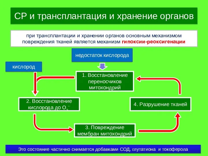 СР и трансплантация и хранение органов при трансплантации и хранении органов