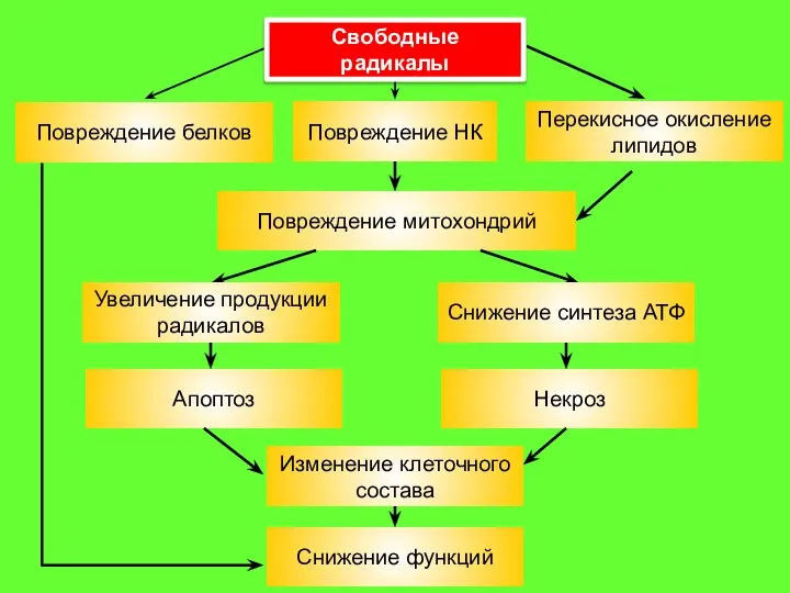 Апоптоз Повреждение митохондрий Некроз Снижение функций Повреждение белков Повреждение НК Перекисное