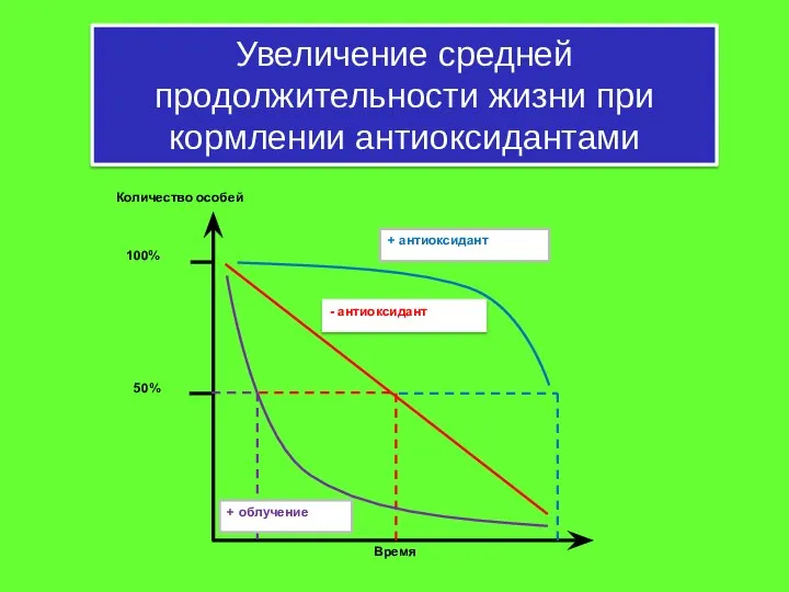 Увеличение средней продолжительности жизни при кормлении антиоксидантами - антиоксидант + антиоксидант 100% 50% + облучение