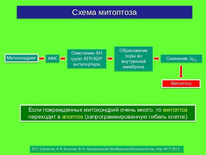 Схема митоптоза Если поврежденных митохондрий очень много, то митоптоз переходит в