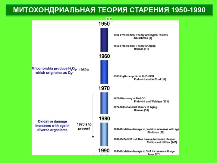 МИТОХОНДРИАЛЬНАЯ ТЕОРИЯ СТАРЕНИЯ 1950-1990 гг.