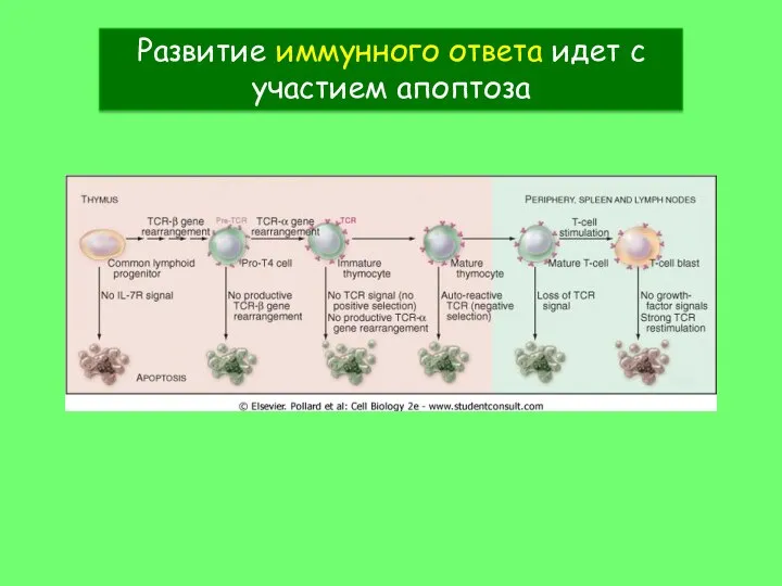 Развитие иммунного ответа идет с участием апоптоза