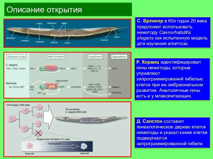 Описание открытия С. Бреннер в 60х годах 20 века предложил использовать