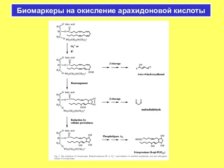 Биомаркеры на окисление арахидоновой кислоты