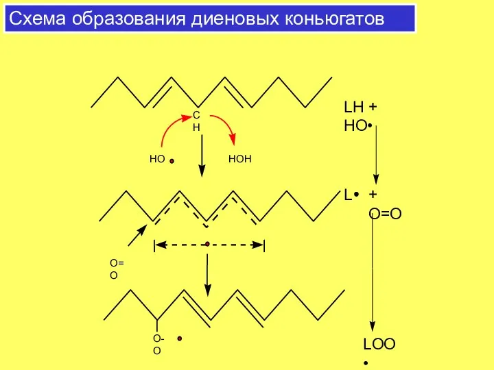 Схема образования диеновых коньюгатов