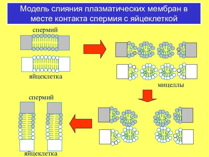 Модель слияния плазматических мембран в месте контакта спермия с яйцеклеткой