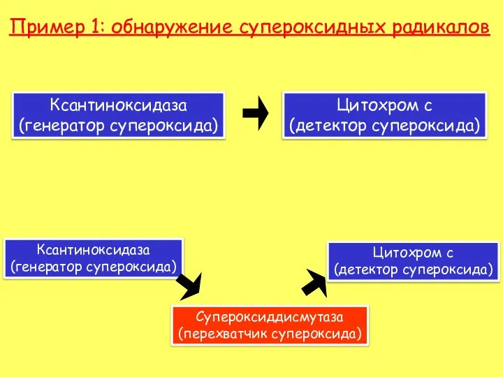 Пример 1: обнаружение супероксидных радикалов Ксантиноксидаза (генератор супероксида) Цитохром с (детектор