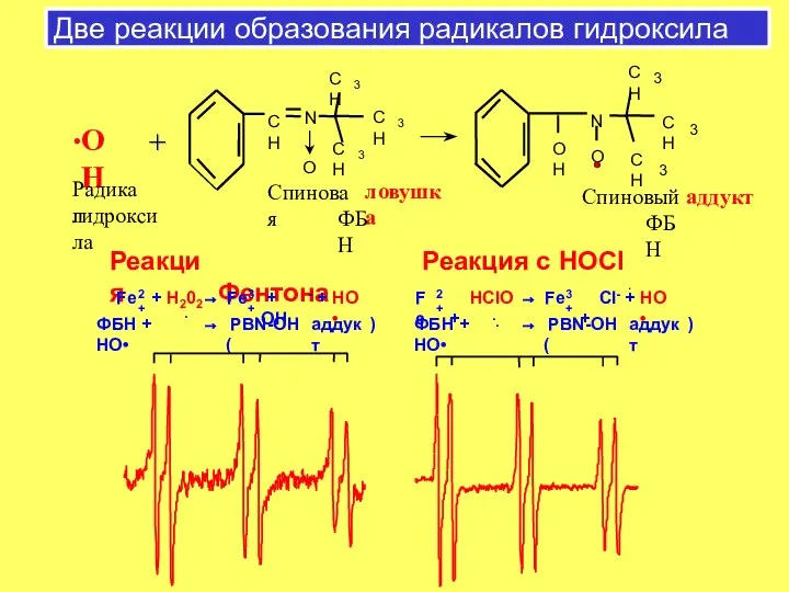Две реакции образования радикалов гидроксила + + . ОН Радикал гидроксила