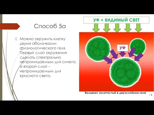 Способ 5а Можно окружить клетку двумя оболочками физиологического геля. Первый слой