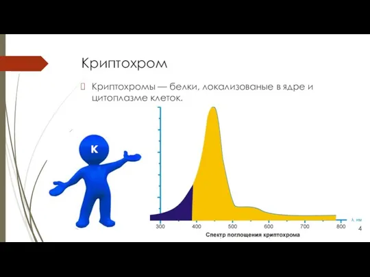 Криптохром Криптохромы — белки, локализованые в ядре и цитоплазме клеток. к 4