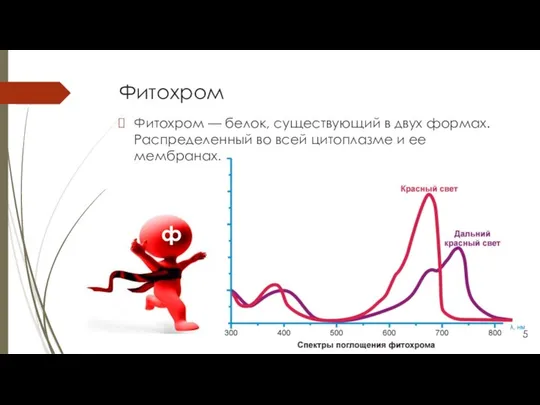 Фитохром Фитохром — белок, существующий в двух формах. Распределенный во всей