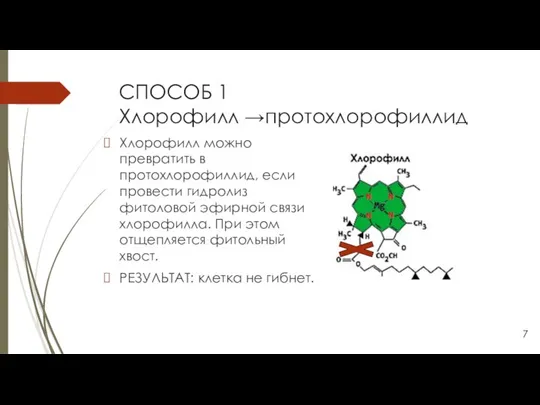 СПОСОБ 1 Хлорофилл →протохлорофиллид Хлорофилл можно превратить в протохлорофиллид, если провести