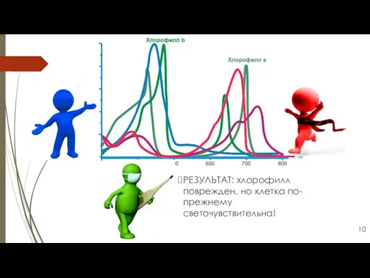РЕЗУЛЬТАТ: хлорофилл поврежден, но клетка по-прежнему светочувствительна! 10