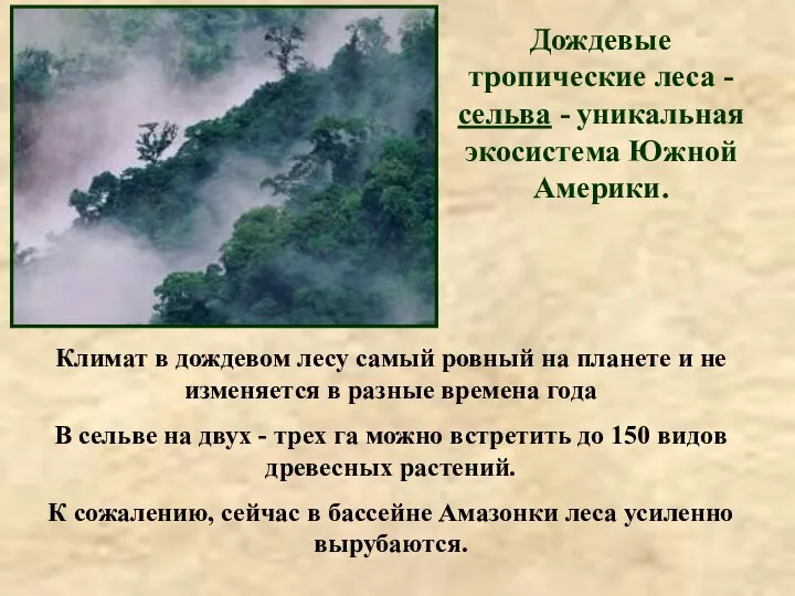 Дождевые тропические леса - сельва - уникальная экосистема Южной Америки. Климат