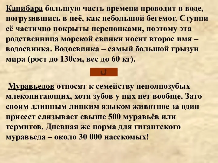 Капибара большую часть времени проводит в воде, погрузившись в неё, как