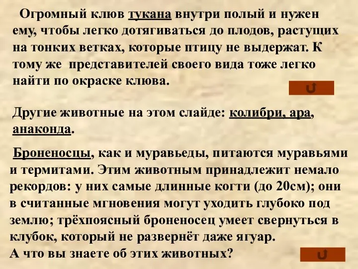 Огромный клюв тукана внутри полый и нужен ему, чтобы легко дотягиваться