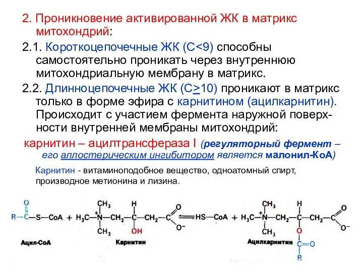 2. Проникновение активированной ЖК в матрикс митохондрий: 2.1. Короткоцепочечные ЖК (С