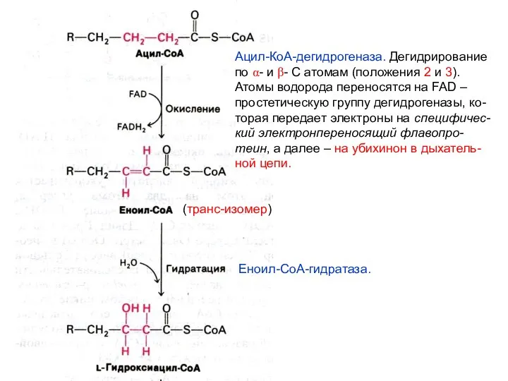 Ацил-КоА-дегидрогеназа. Дегидрирование по α- и β- С атомам (положения 2 и