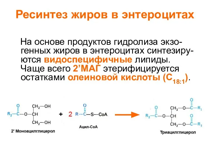 Ресинтез жиров в энтероцитах На основе продуктов гидролиза экзо- генных жиров