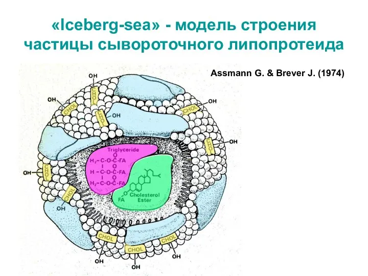 «Iceberg-sea» - модель строения частицы сывороточного липопротеида Assmann G. & Brever J. (1974)