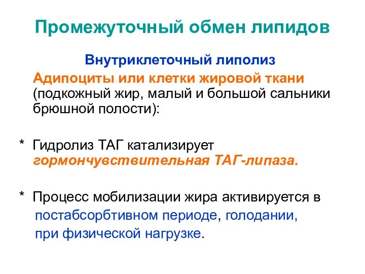 Промежуточный обмен липидов Внутриклеточный липолиз Адипоциты или клетки жировой ткани (подкожный